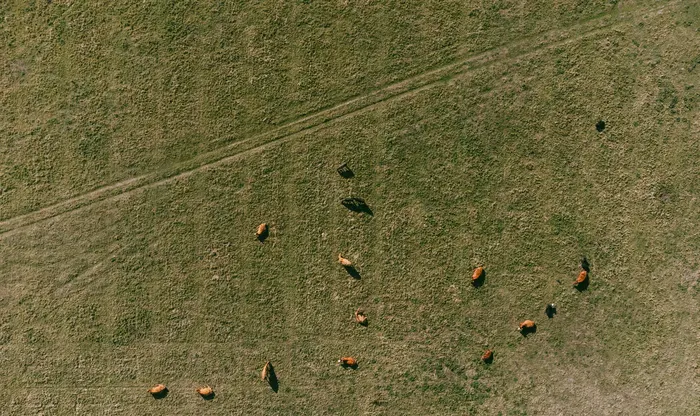 moo